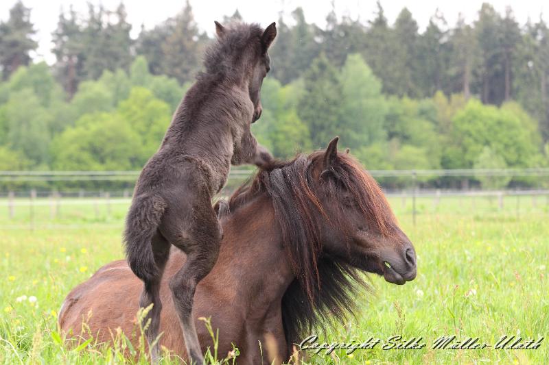 Orson x.JPG - Orson von Heidmoor